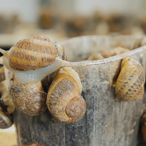 Container-Mit-Schnecken-Auf-Dem-Bauernhof,-Wo-Sie-Angebaut-Werden-1