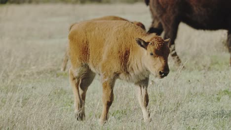 Bisonkalb-Geht-Mit-Mutter-Spazieren