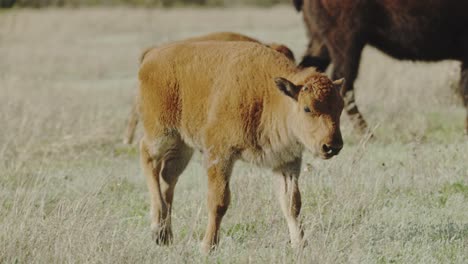 cría de bisonte caminando con su madre