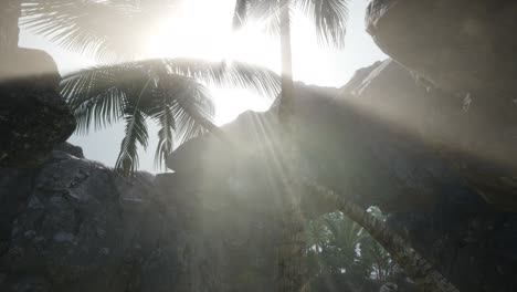 big palms in stone cave with rays of sunlight