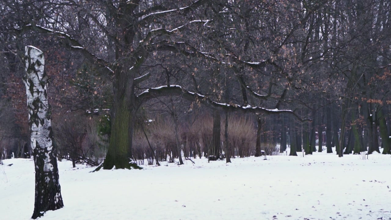Video 4K di una giornata solitaria e cupa nella natura desolata, foresta ghiacciata piena di alberi con rami spogli e senza foglie in inverno, durante una giornata buia, grigia e tetra, con neve a terra, gelo e ghiaccio.