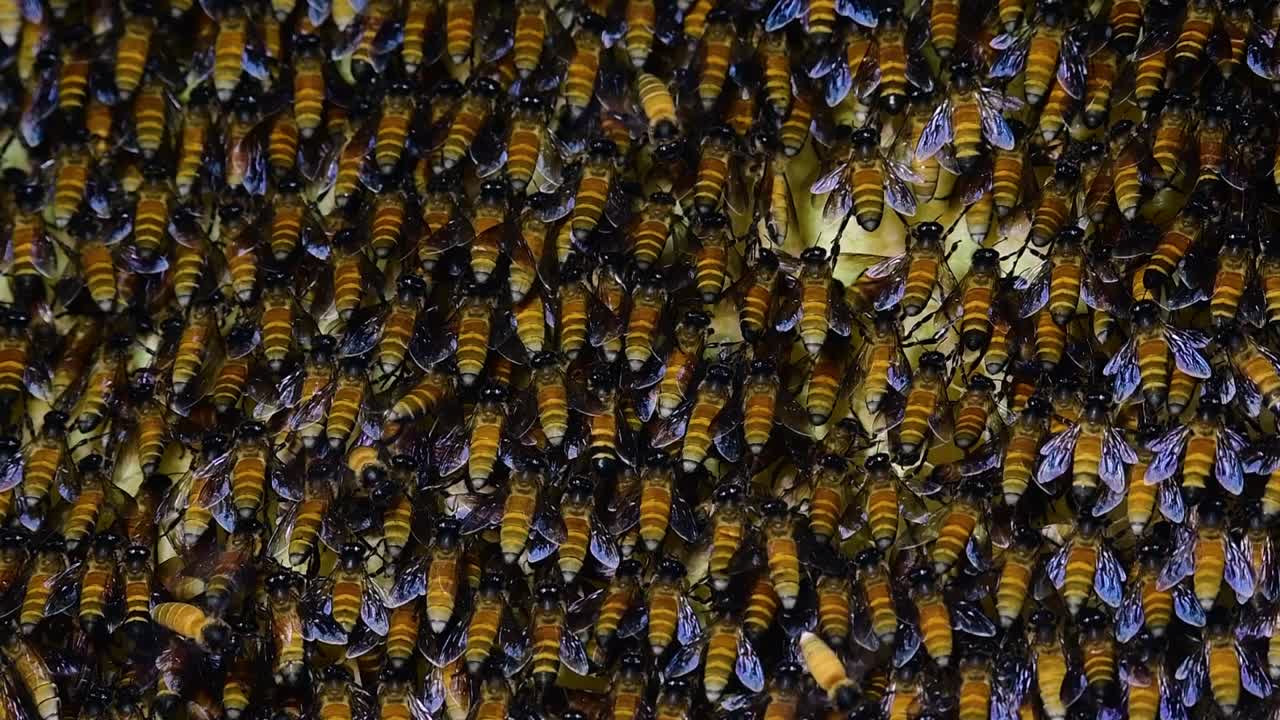 Giant Honey Bees are known to build large colonies of nest with symmetrical pockets made of wax for them to store honey as their food source