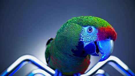 close-up of a colorful parrot