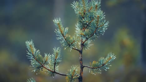 A close-up shot of a young pine tree on a rainy day, with tiny raindrops clinging to the needles