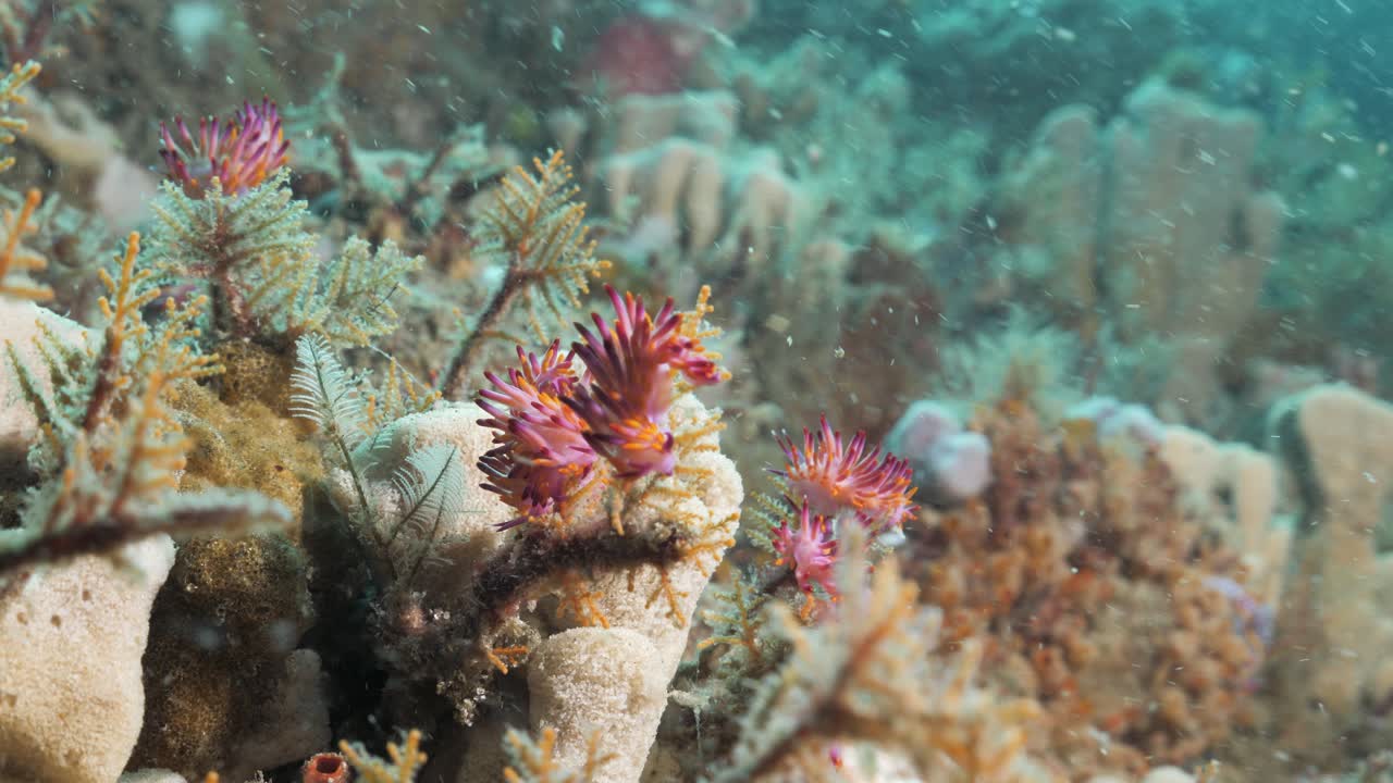 Molteplici vivaci creature marine rosa e viola chiamate Nudibranchi su una barriera corallina