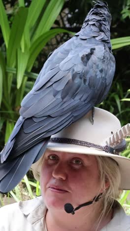 crow lands and perches on woman's hat outdoors