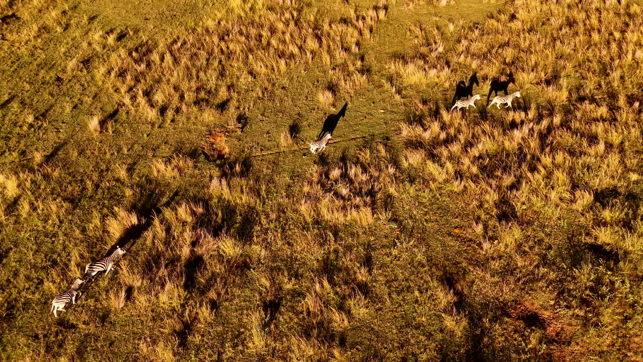 Sunset throws long shadows of zebra running over grassy field, top aerial view