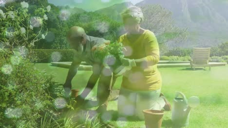 animation of african american couple gardening over light spots