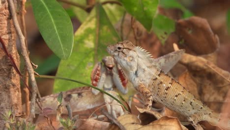 lizard eating mantis - food