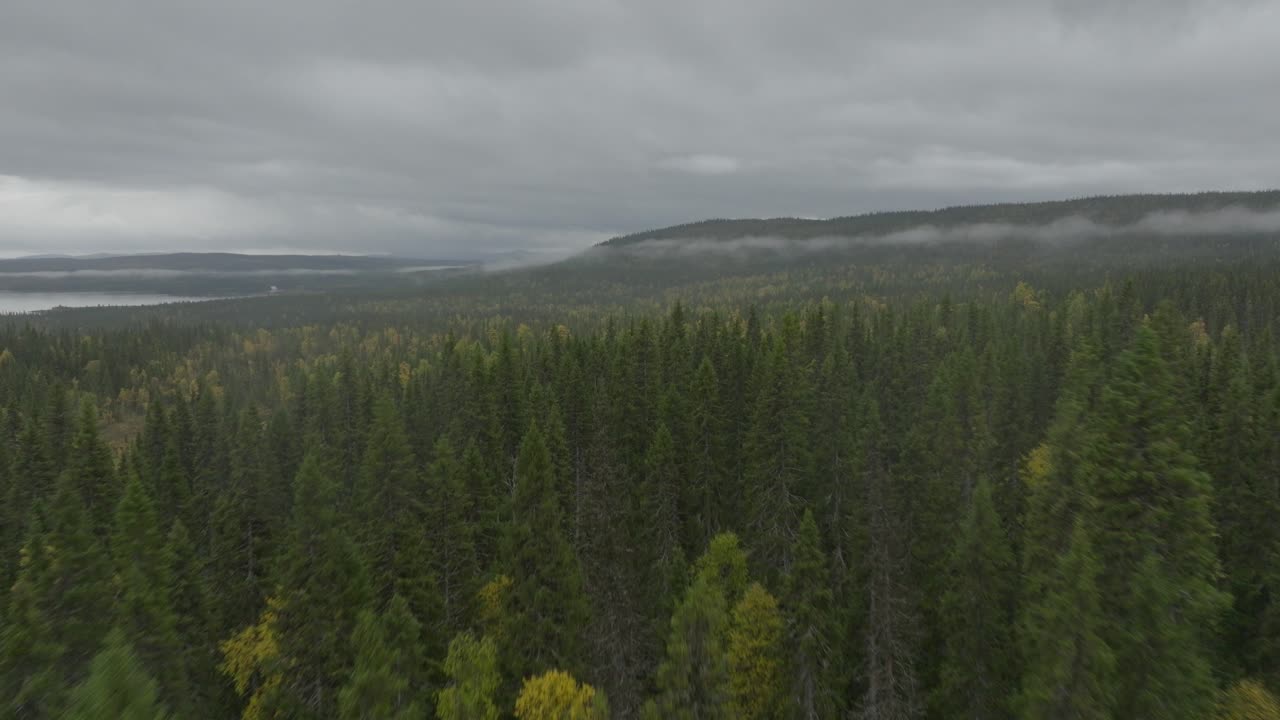 Drone aerial footage forest, misty and a lake