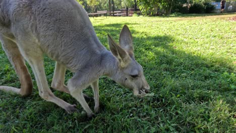 kangaroo eating grass in a sunny field