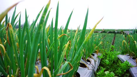 Statische-Aufnahme-Nasser-Frühlingszwiebelblätter-Auf-Der-Plantage---Taufrische-Frühlingszwiebelblätter