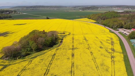 aéreo - campo de flores amarillas de colza y camino, suecia, tiro inverso ascendente