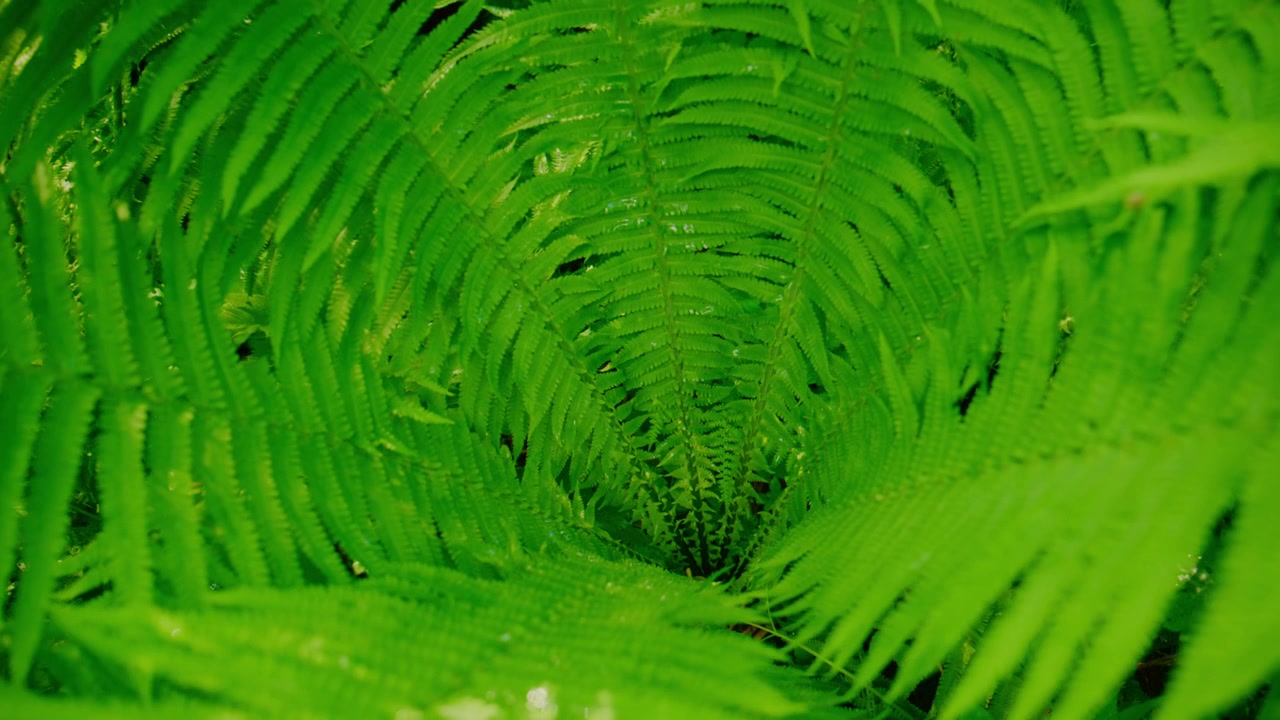 Vista em close-up de frondes de samambaia verde exuberante. Luz suave filtra-se através das folhas em camadas. A cena transmite calma e naturalidade. Ideal para projetos de bem-estar, natureza ou com tema ecológico.