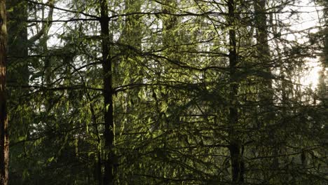 una cámara se mueve suavemente hacia arriba a través del denso dosel de árboles del bosque mientras rayos brillantes de luz dorada iluminan los árboles verdes vibrantes y el suelo del bosque