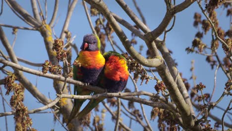 Dos-Loritos-Arcoiris-Descansando-Sobre-La-Rama-De-Un-árbol-Sin-Hojas-En-Condiciones-De-Viento