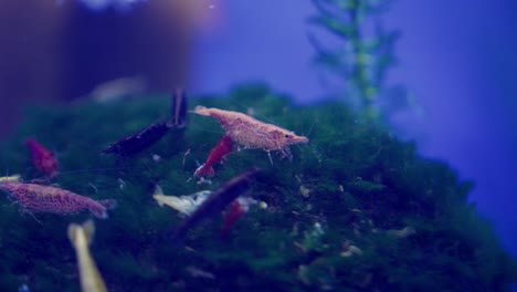 Vibrant-cherry-shrimp-foraging-on-green-moss-in-a-serene-aquarium-setting,-soft-focus