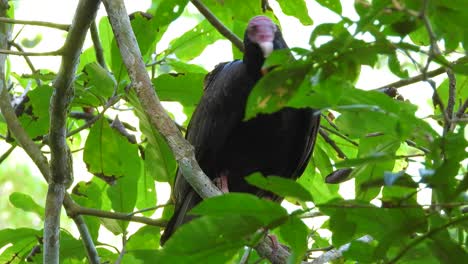 turkey vulture perching on tree in the forest in santa marta, colombia