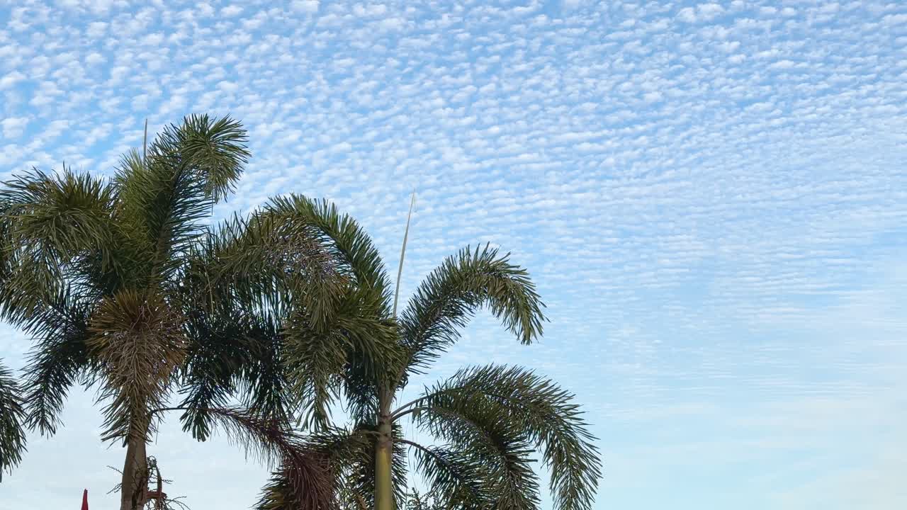 Queen palm under the blue sky, Syagrus romanzoffiana, the queen palm, cocos palm or Jerivá, is a palm native to South America