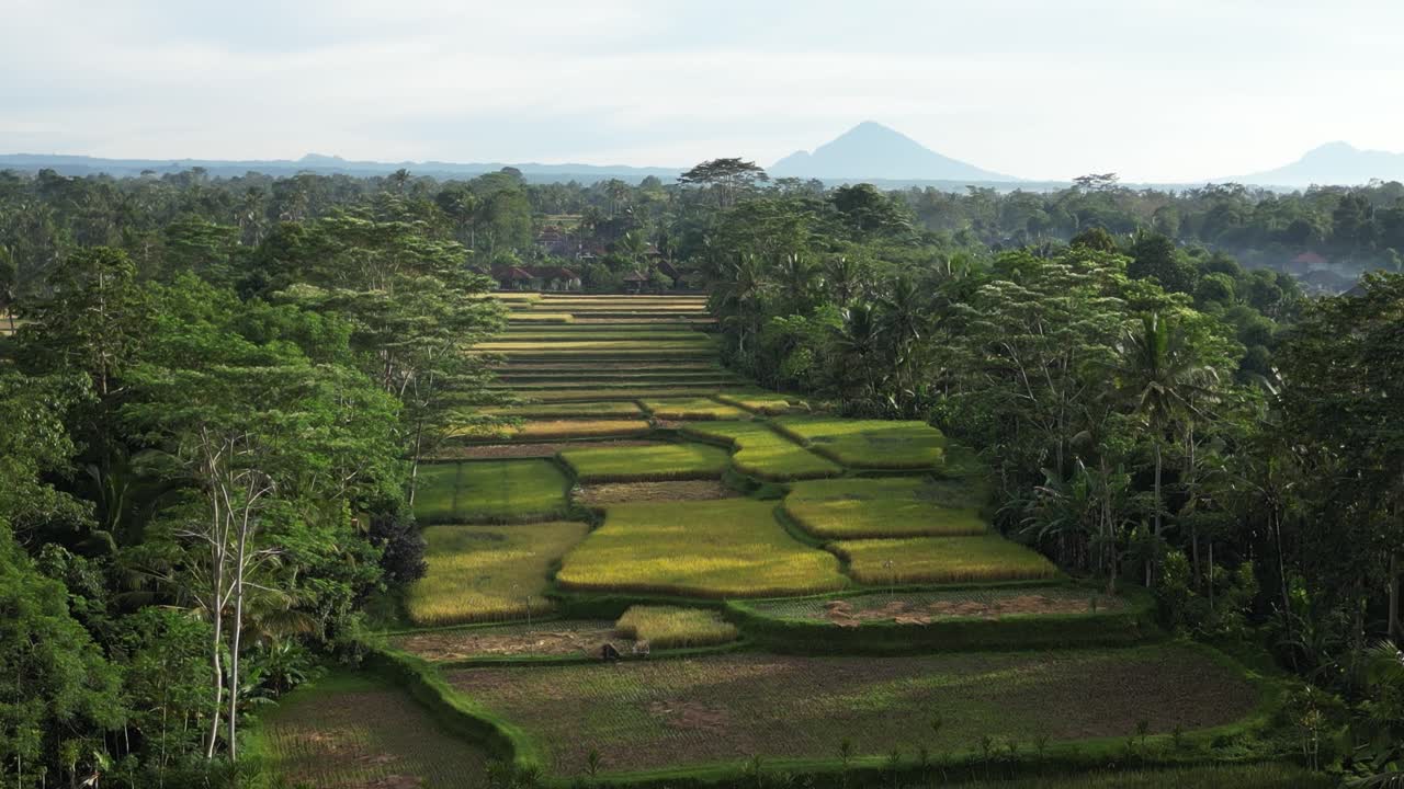 pilas de terrazas de arroz con un volcán lejano en bali, indonesia