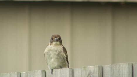 Baby-Butcherbird-Young-Juvenile-Perched-On-Fence-Grooming-Cleaning-Itself-Australia-Gippsland-Victoria-Maffra