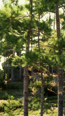 sunlit pine forest