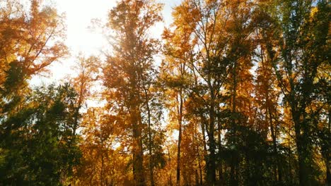 autumn forest with golden leaves