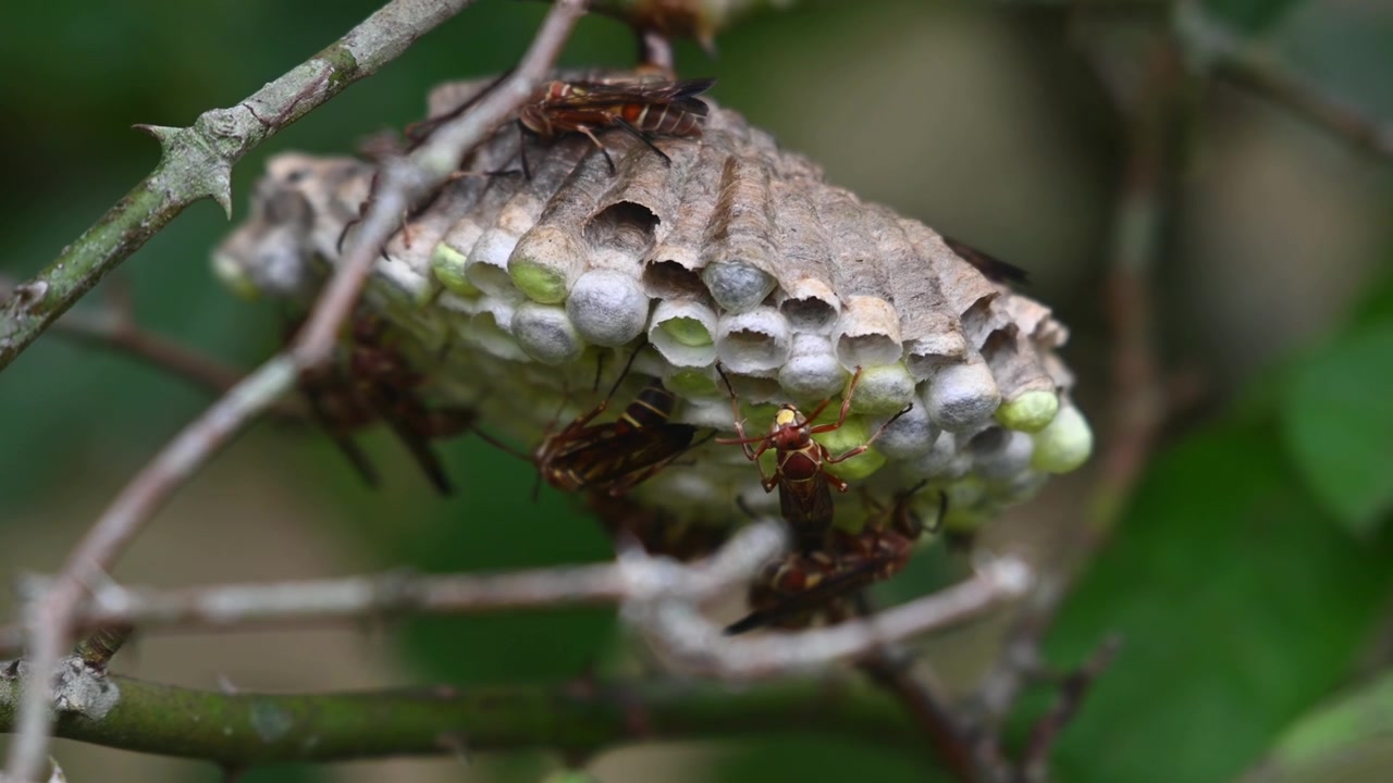 A nest with some wasps moving around in and out their pods as one chilling, Paper Wasps, Vespidae, Thailand