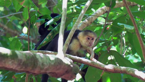 capuchin monkey relaxing in jungle canopy rests head on tree branch