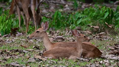 El-Ciervo-Del-Campo-Es-Una-Especie-En-Peligro-De-Extinción-Debido-A-La-Pérdida-De-Hábitat-Y-La-Caza