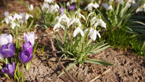 Krokusse-Und-Schneeglöckchen-Im-Garten