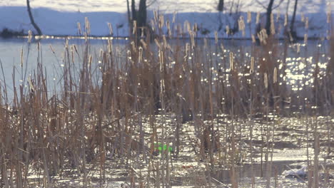 Trockenes-Schilf-Am-Wintersee.-Schilf-Im-Sonnenlicht.-Sonnenlichtreflexionen-Im-Wintersee