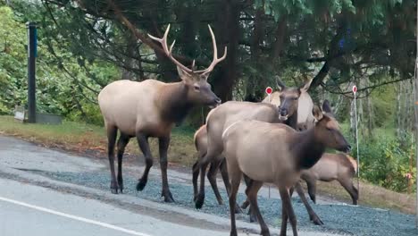 Plano-Medio-De-Un-Alce-En-Celo-Buscando-Pareja-En-Una-Carretera