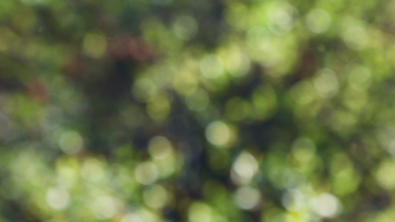 보케와 함께 추상적인 스프링 배경