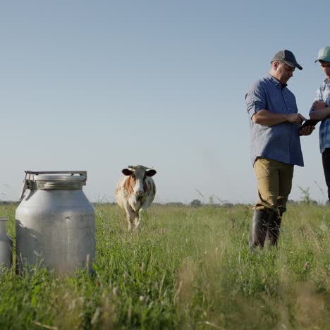 Landwirte-Verwenden-Eine-Tablette-Auf-Der-Weide,-Auf-Der-Eine-Kuh-Weidet