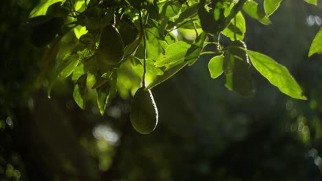 static shot avocados on a tree in mexico