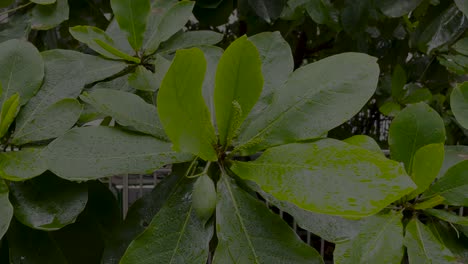 Tropischer-Regen-Auf-Grünem-Blatt.-Wassertropfen