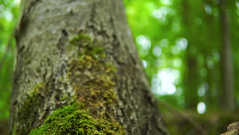 close up moss overgrown on a tree in the forest, a tree on a beautiful green background with bokeh elements