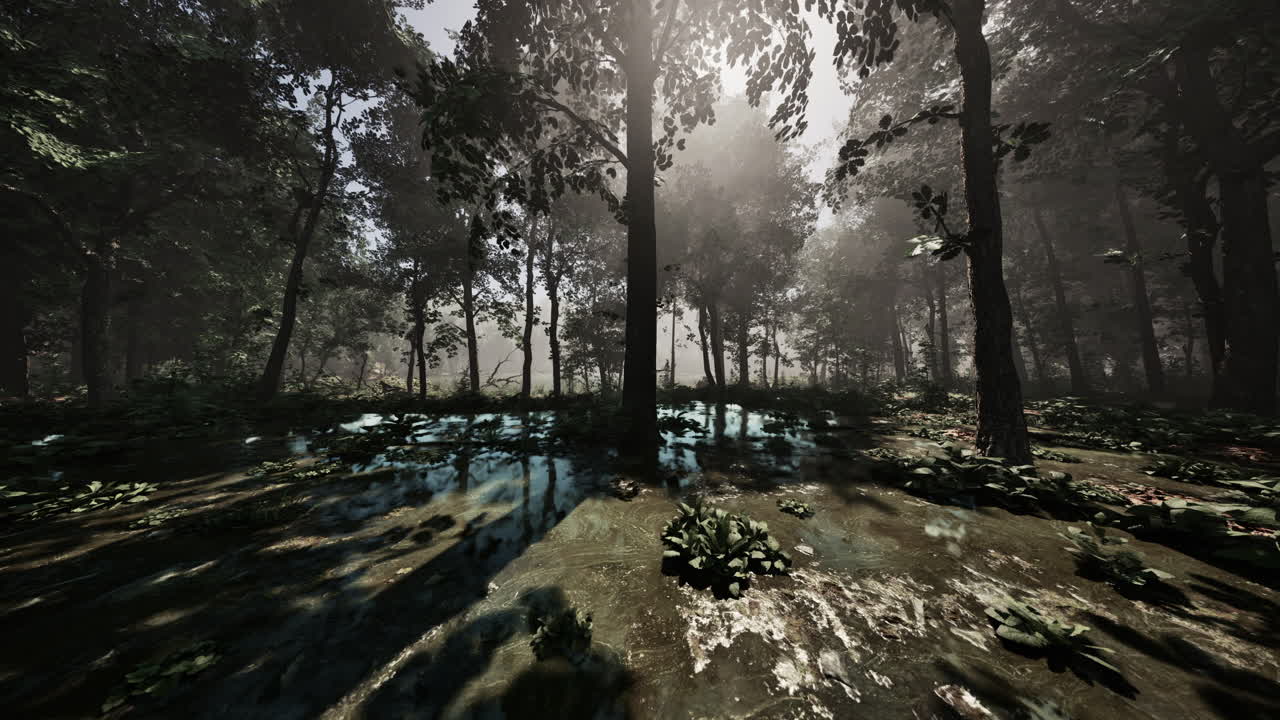 pantano boscoso de niebla