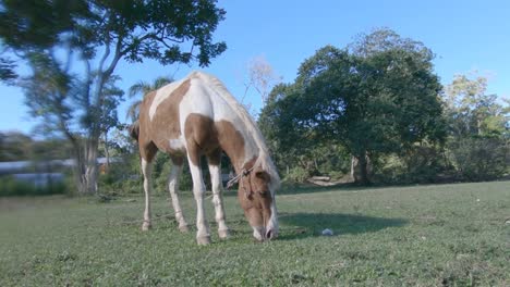 hermoso caballo en el campo atado en el prado mientras come del pasto