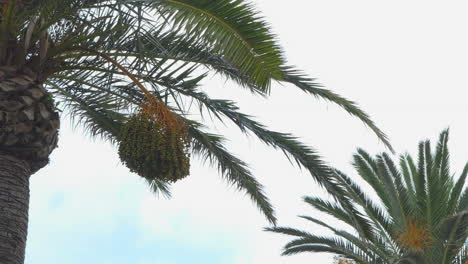 Two well kept date palms trees which green leaves and fruits are waving in the wind
