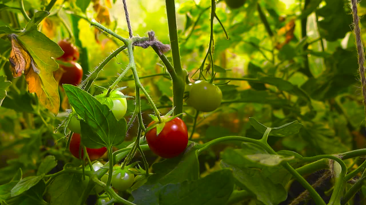 Close up view of red and green ripe and delicious tasty tomatoes in a sunny greenhouse hanging on ropes and tomato plants where details and textures are visible. Bokeh green, yellow background