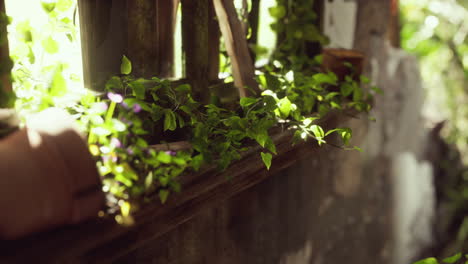 ruined abandoned overgrown by plants interior