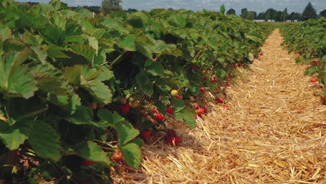 Estera-De-Paja-De-Campo-De-Fresas