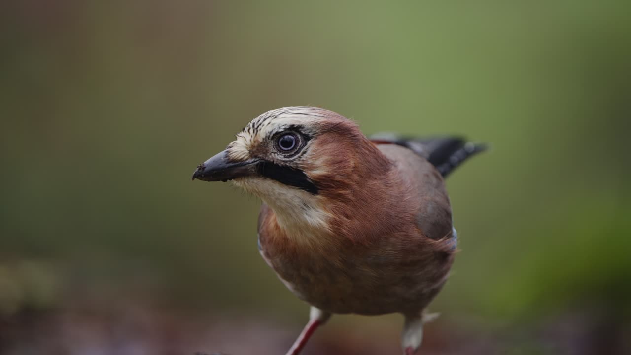 Eurasian jay perched on forest branch in soft focus, neutral background