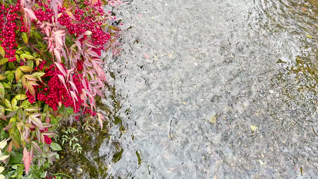 京都の流れる浅い川のそばにある赤い実と葉の俯瞰図