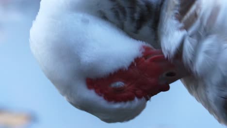 closeup of grooming muscovy duck closing its eyes and arranging its white brown feather plumage at the side of a pond at twilight