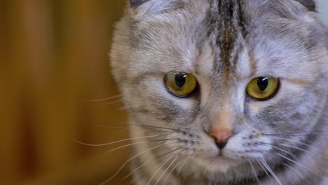 curious young brown scottish fold cat looking at something, close-up