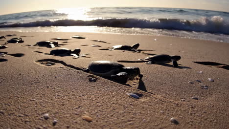 baby sea turtles making their way to the ocean at sunset