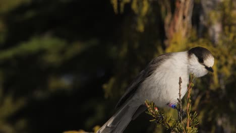 Slow-Motion-Closeup-of-Gray-Jay